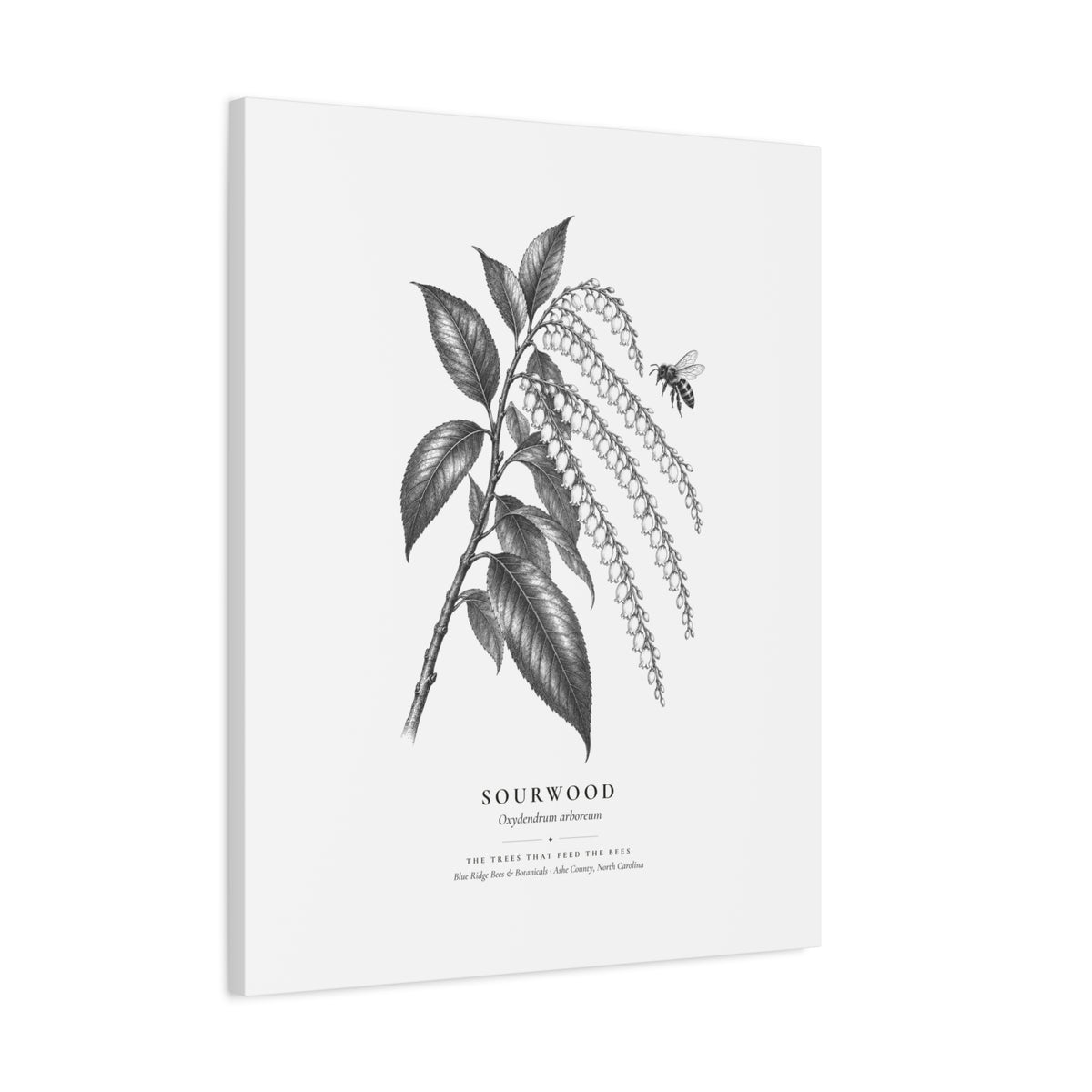 Sourwood Canvas Print (Black & White)