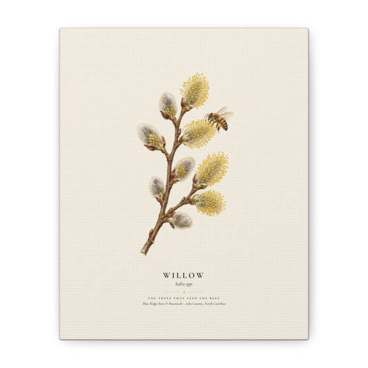 Willow Canvas Print