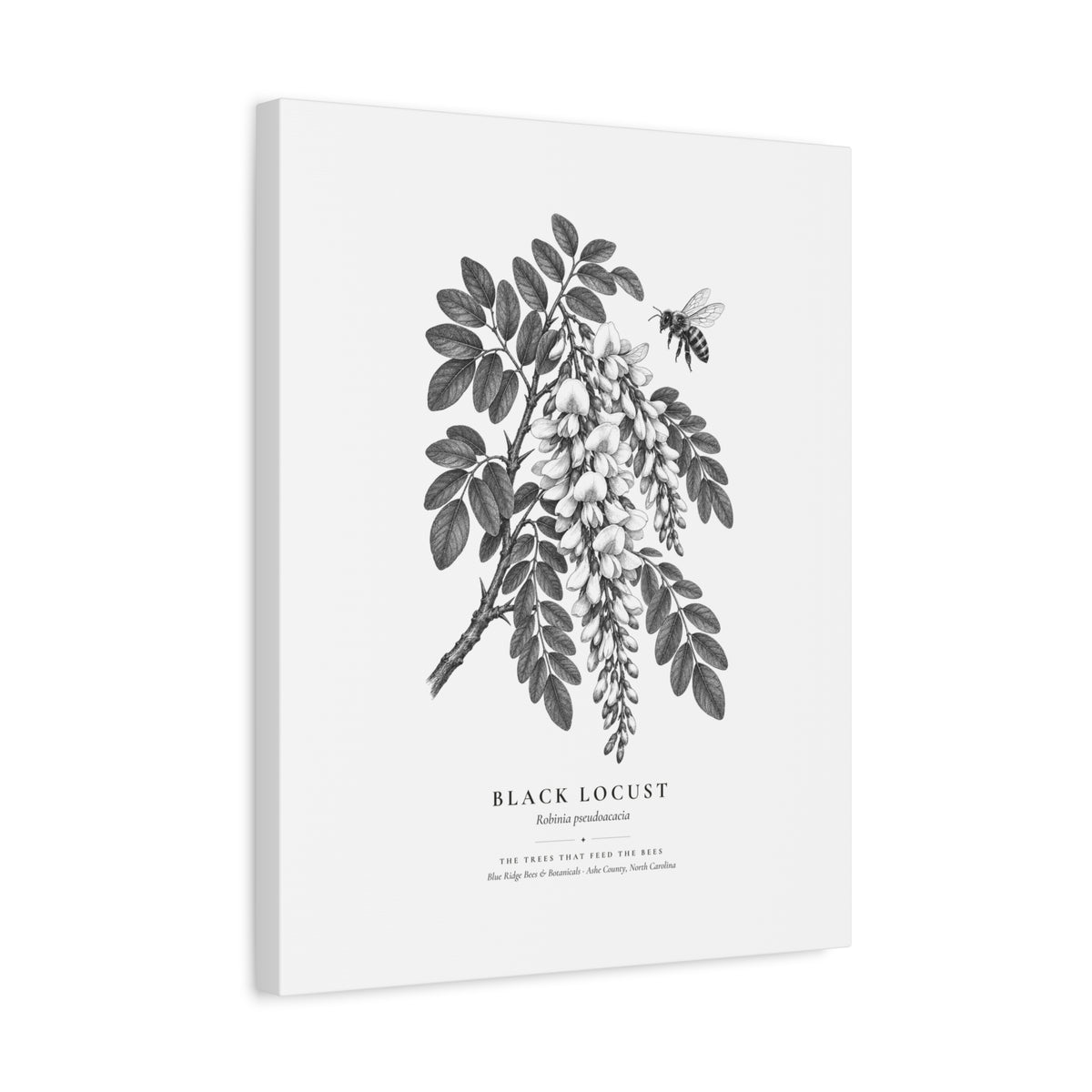 Black Locust Canvas Print (Black & White)