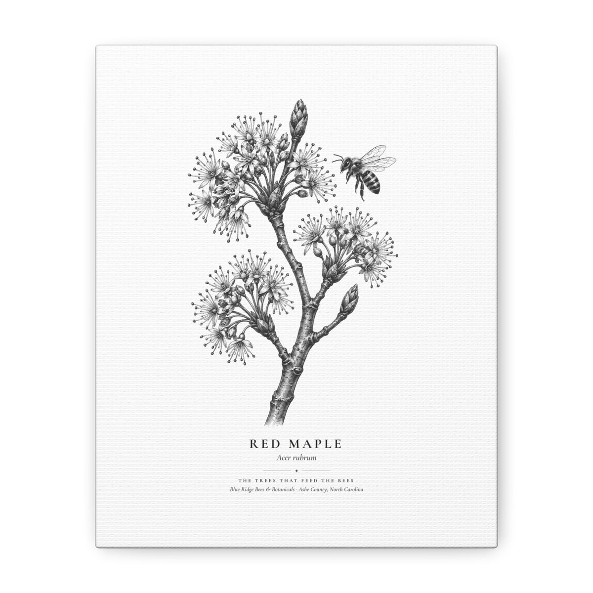 Red Maple Canvas Print (Black & White)