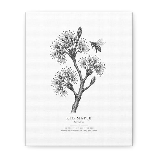 Red Maple Canvas Print (Black & White)