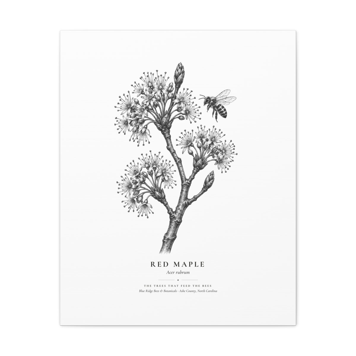 Red Maple Canvas Print (Black & White)