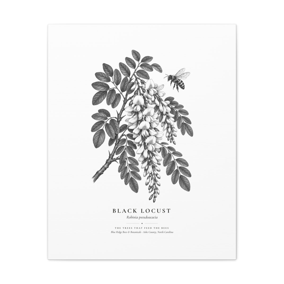Black Locust Canvas Print (Black & White)