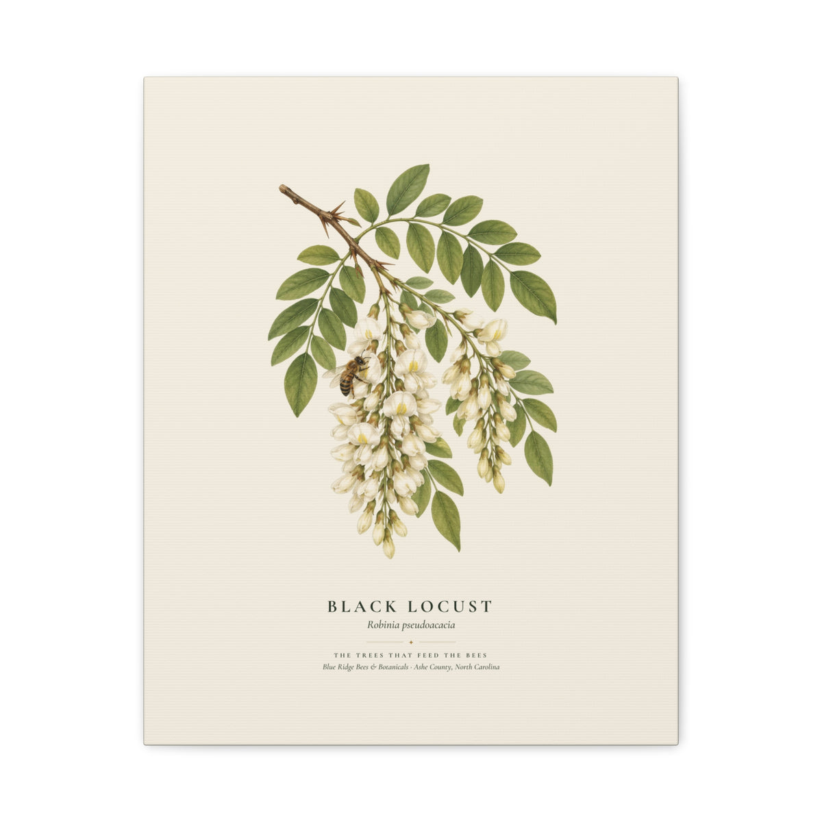 Black Locust Canvas Print
