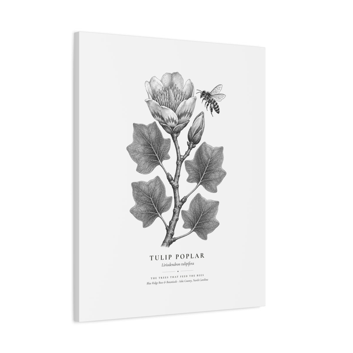 Tulip Poplar Canvas Print (Black & White)