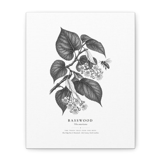 Basswood Canvas Print (Black & White)