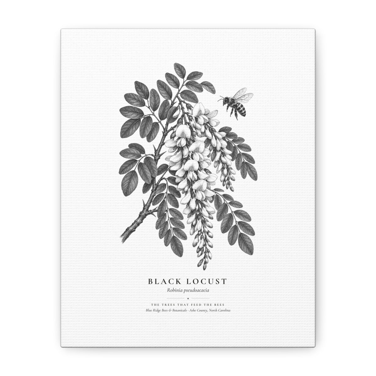 Black Locust Canvas Print (Black & White)