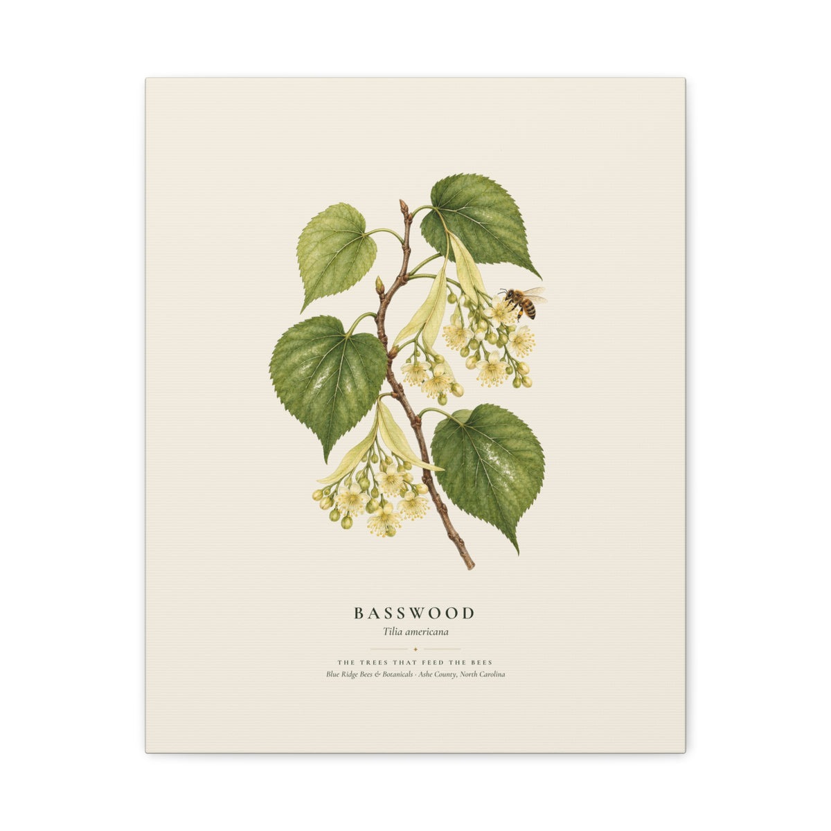 Basswood Canvas Print