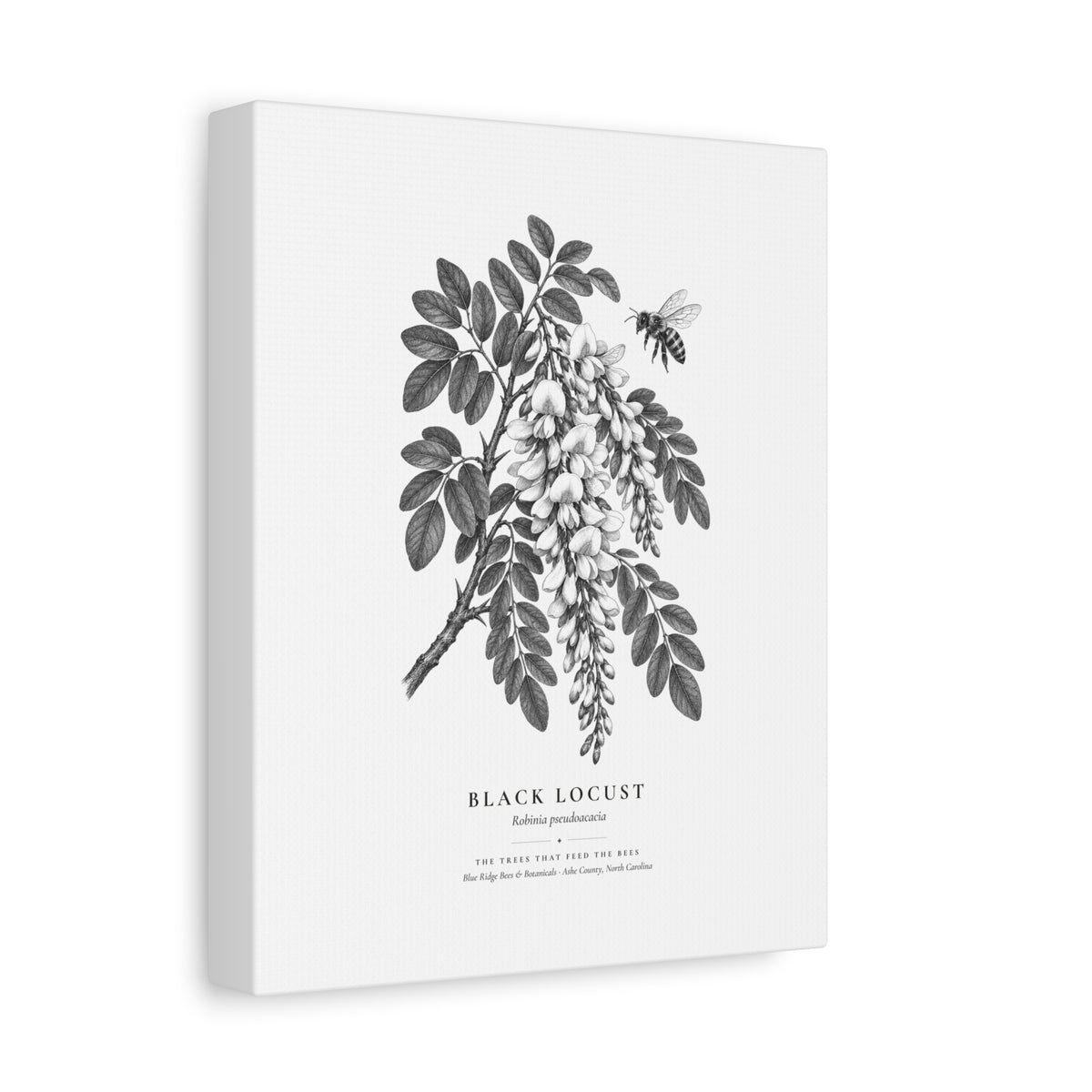 Black Locust Canvas Print (Black & White)