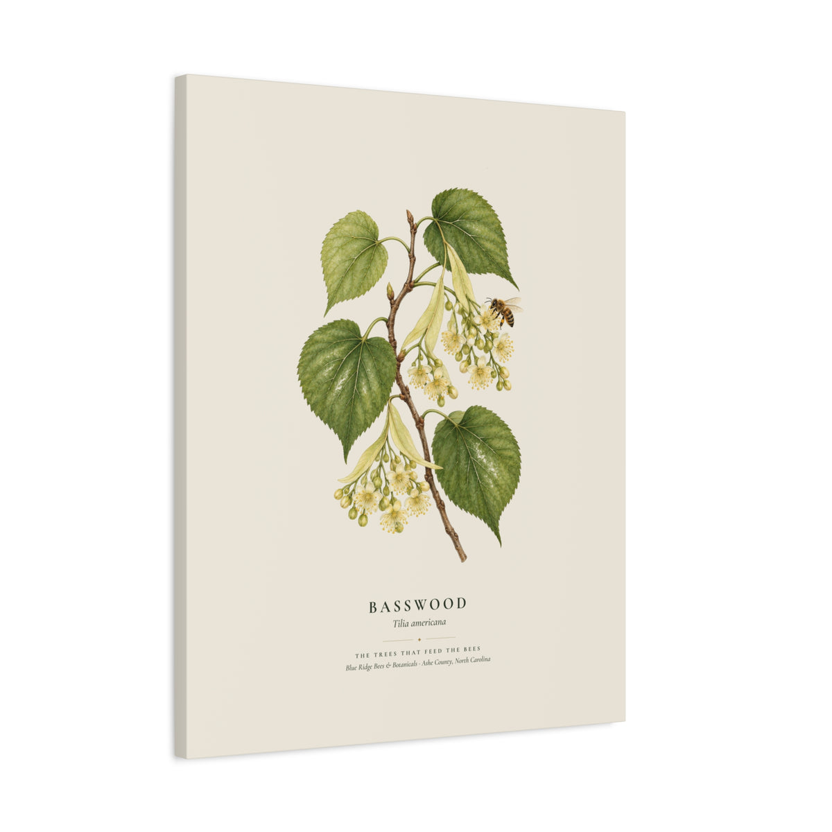 Basswood Canvas Print