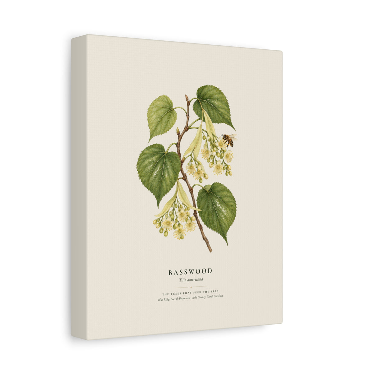 Basswood Canvas Print
