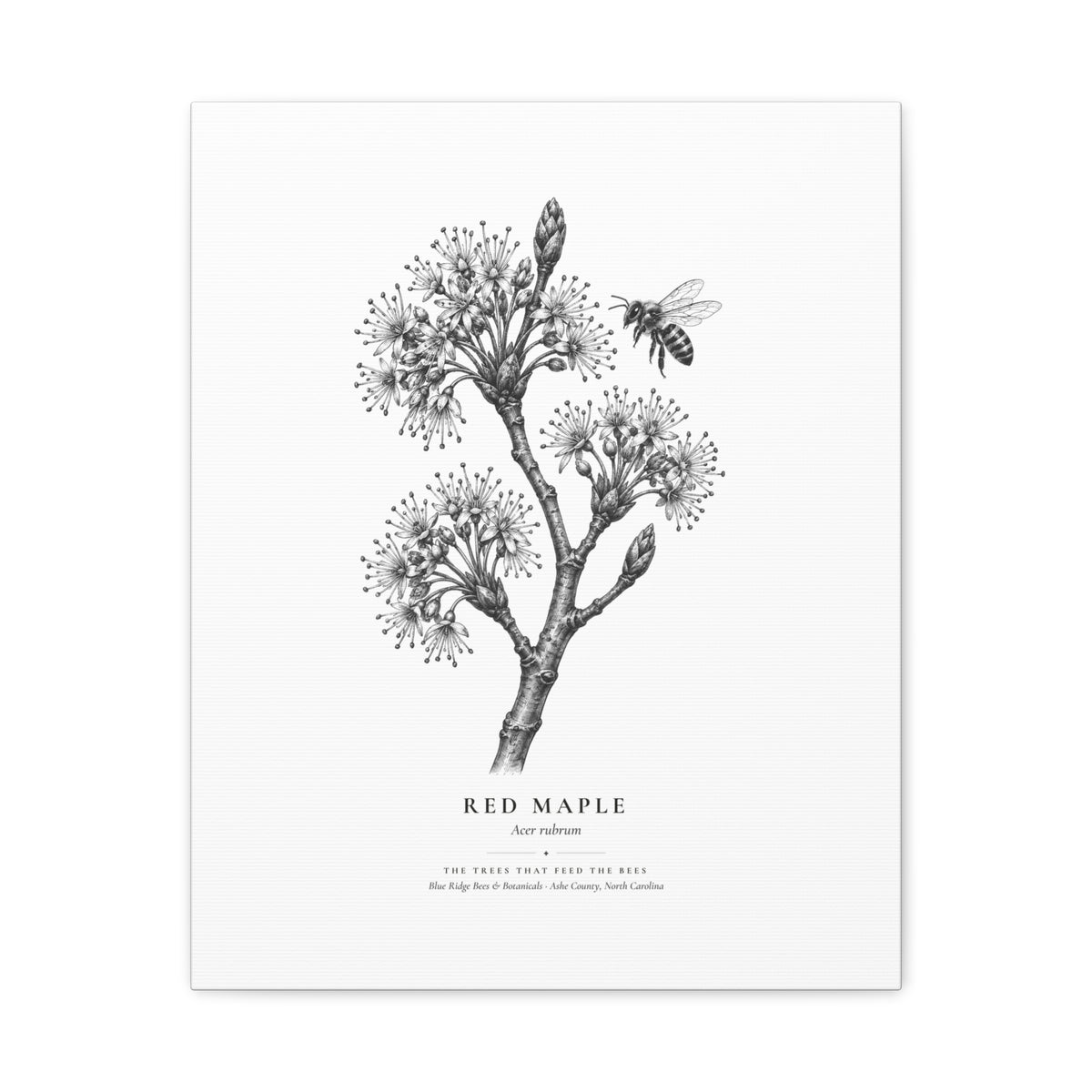 Red Maple Canvas Print (Black & White)