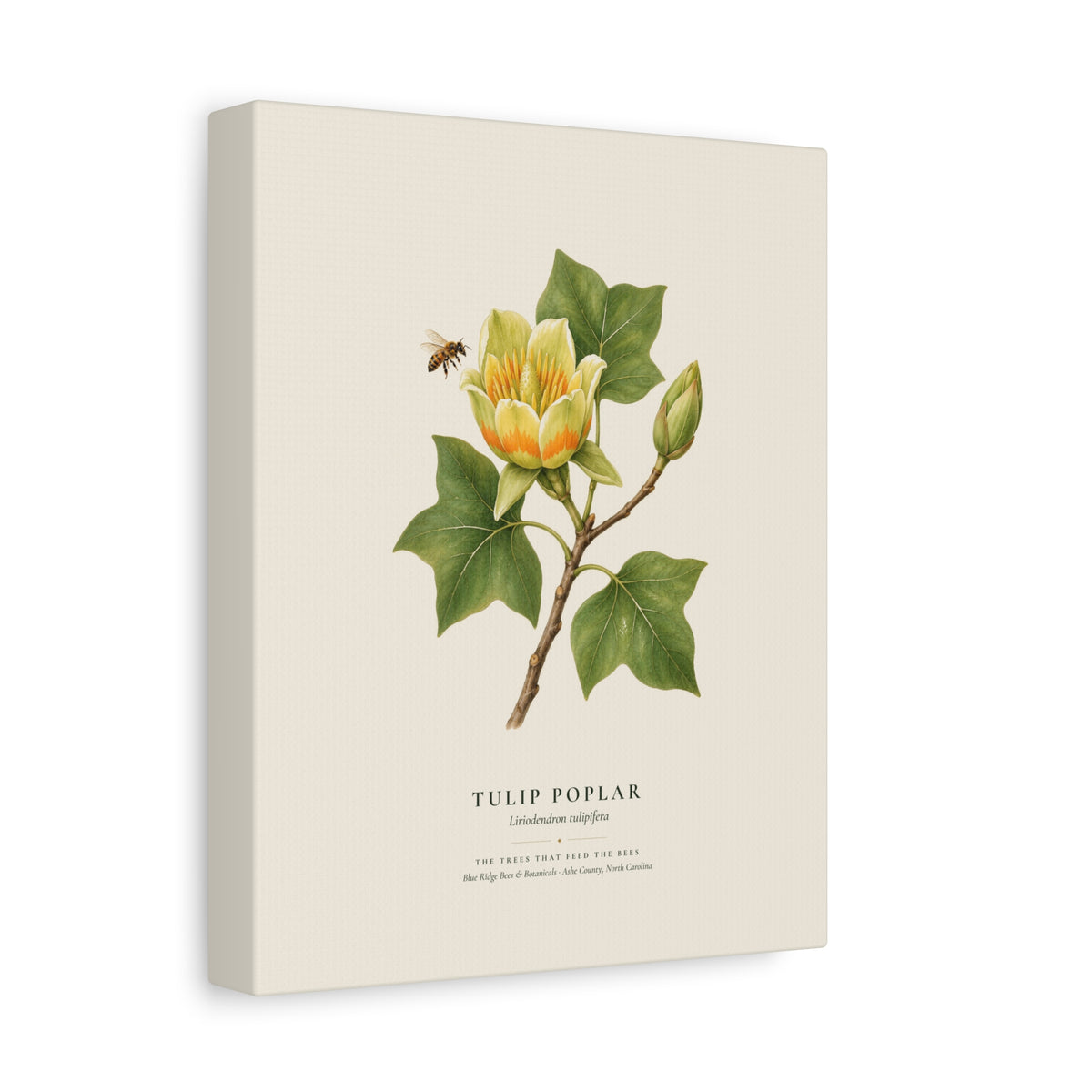 Tulip Poplar Canvas Print