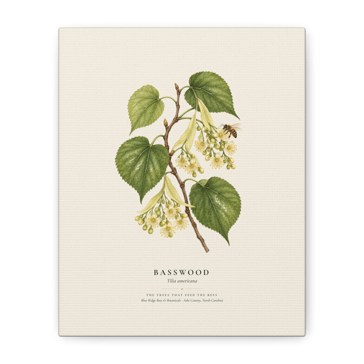 Basswood Canvas Print