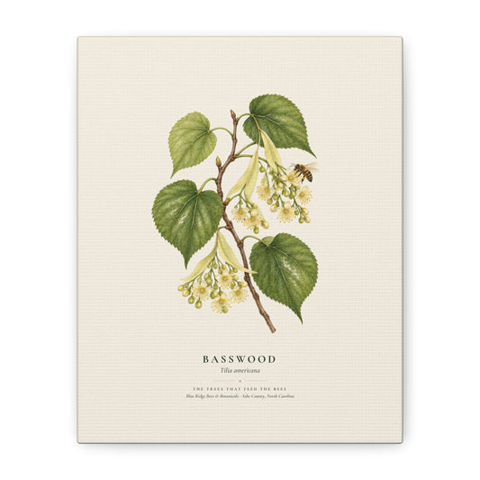 Basswood Canvas Print
