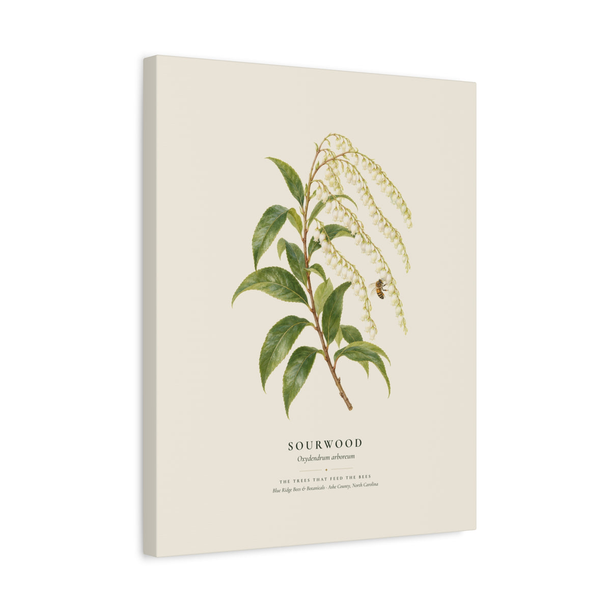 Sourwood Canvas Print