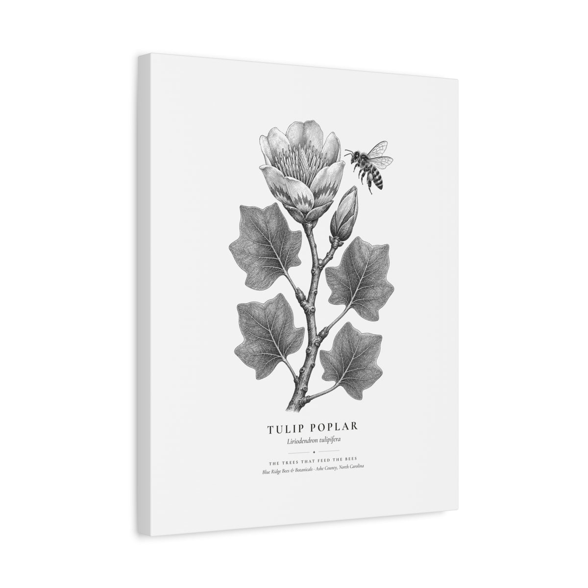 Tulip Poplar Canvas Print (Black & White)