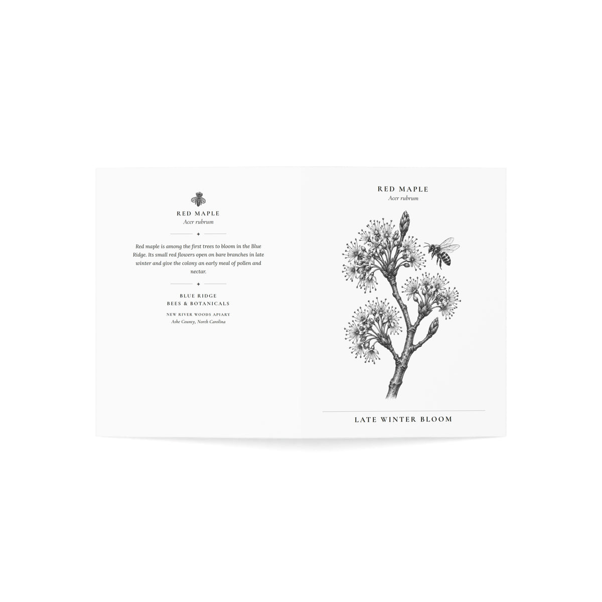 Red Maple Note Card (Black & White)