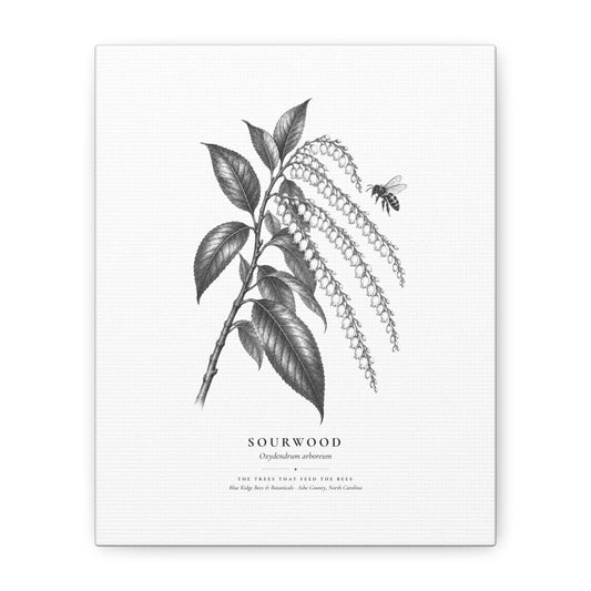 Sourwood Canvas Print (Black & White)
