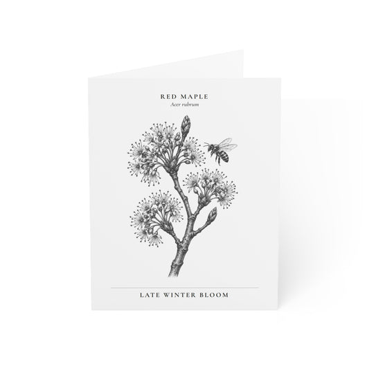 Red Maple Note Card (Black & White)