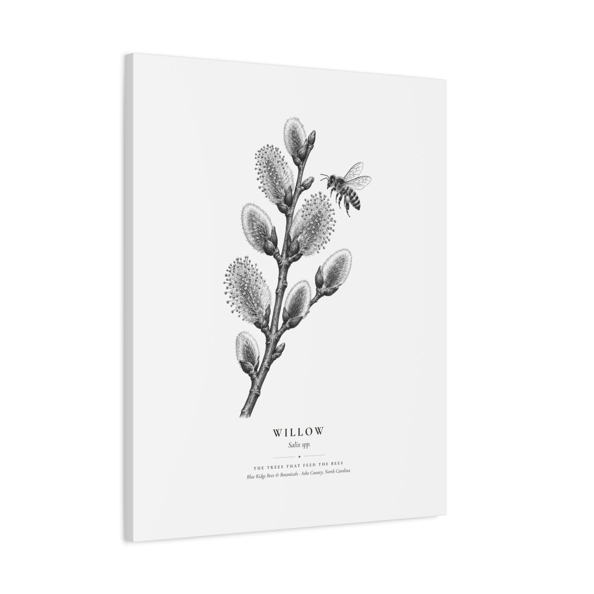 Willow Canvas Print (Black & White)