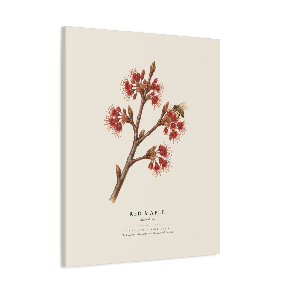 Red Maple Canvas Print