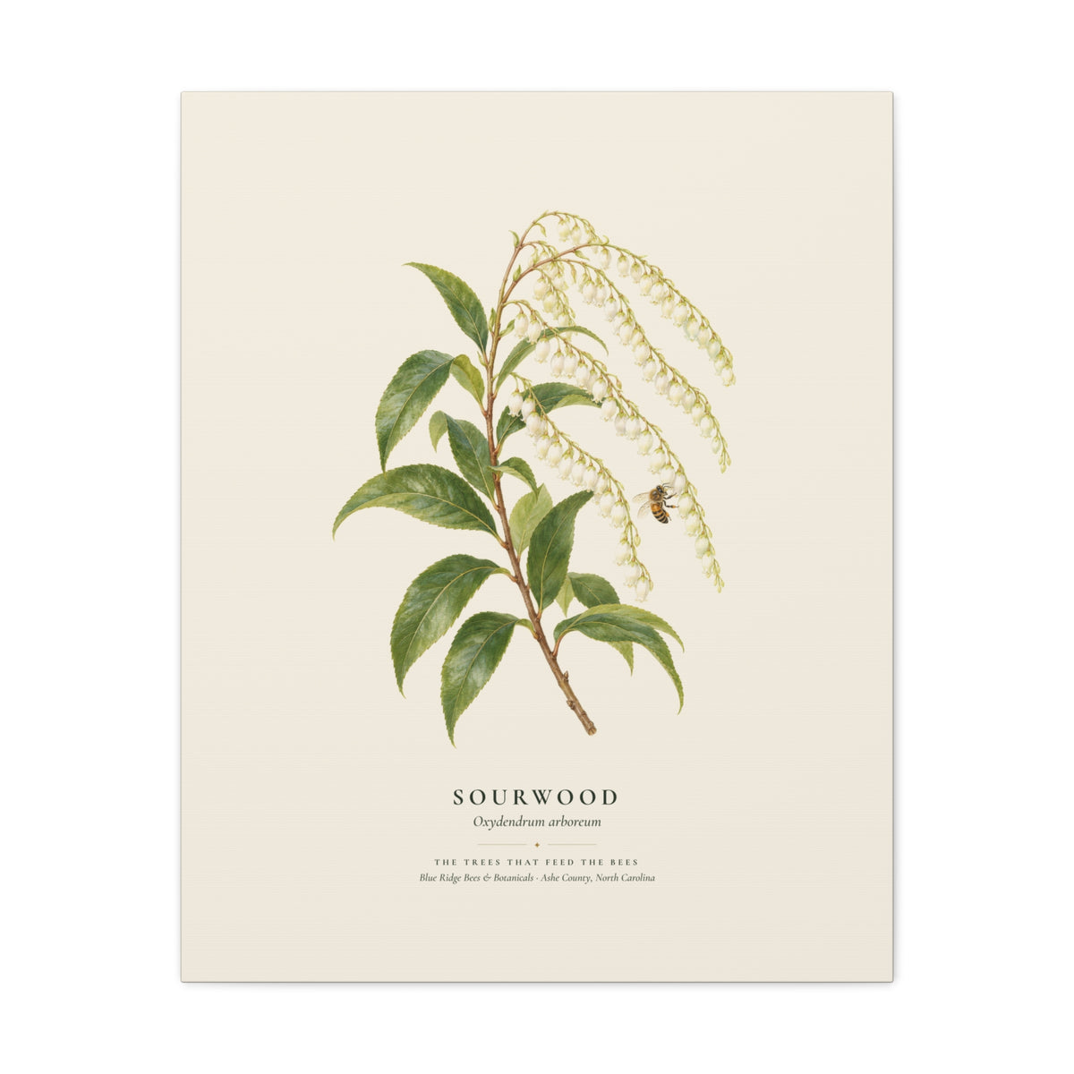 Sourwood Canvas Print