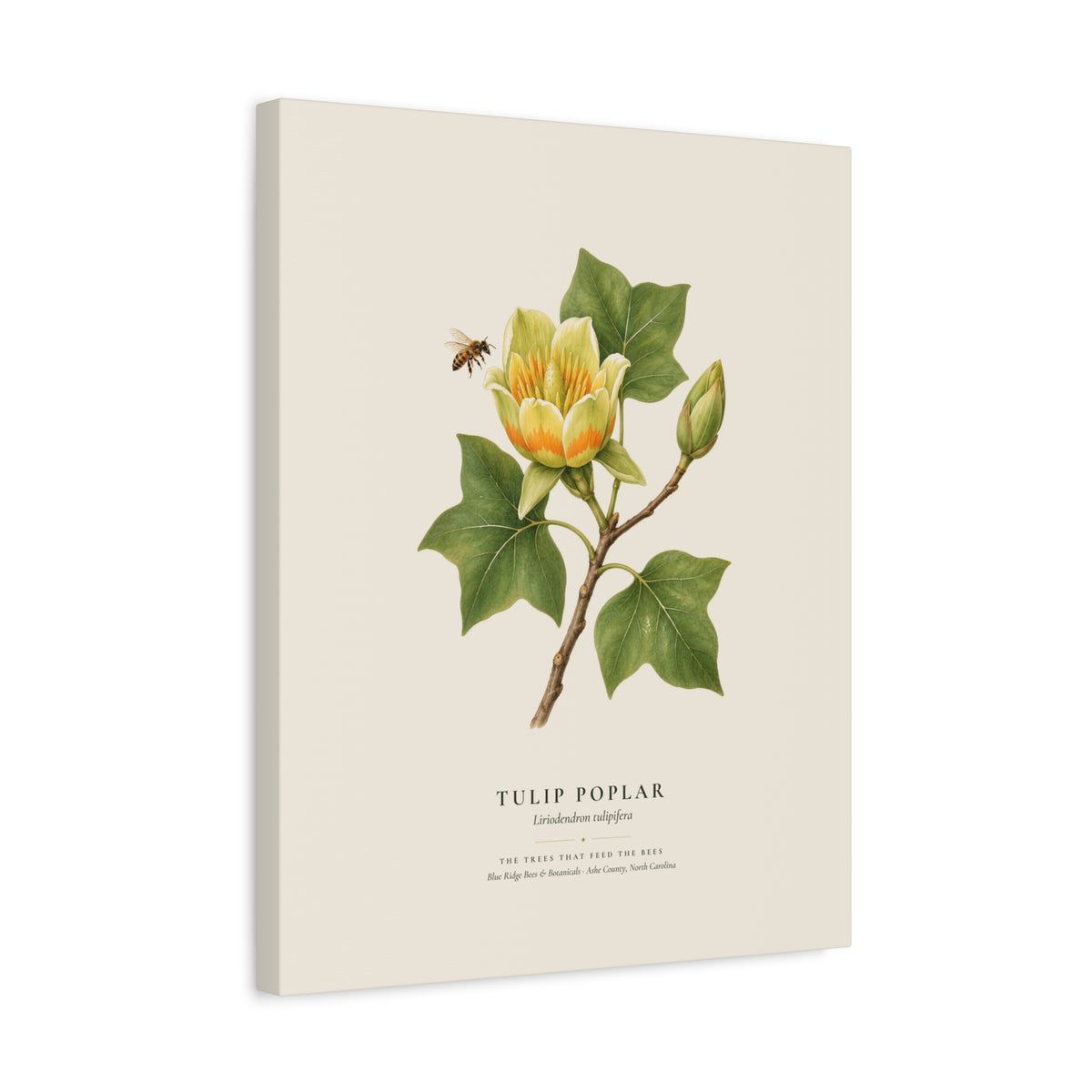 Tulip Poplar Canvas Print