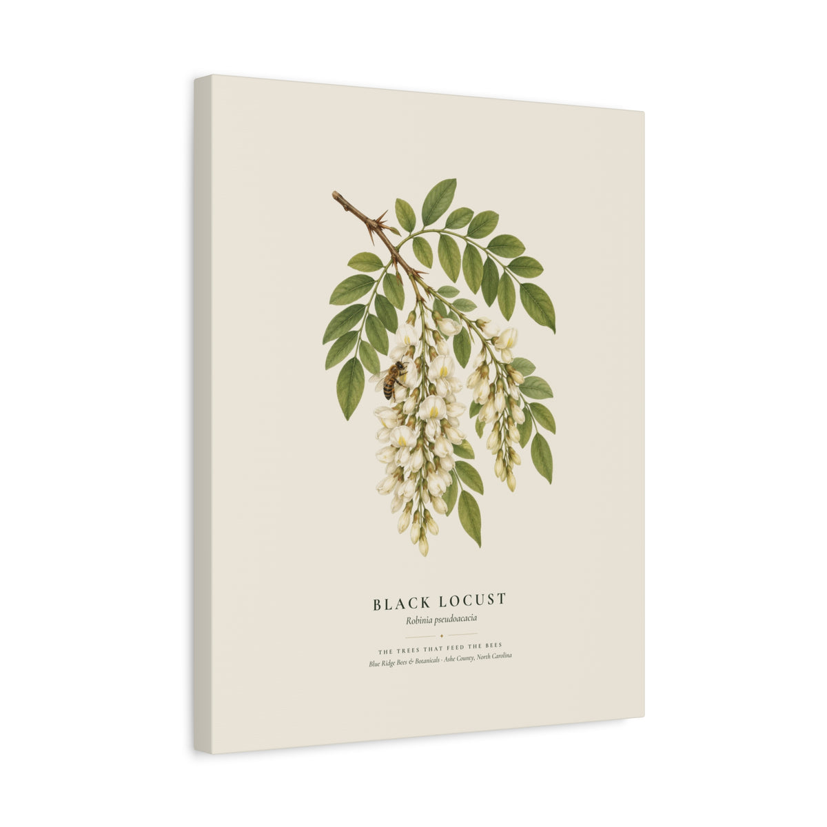 Black Locust Canvas Print
