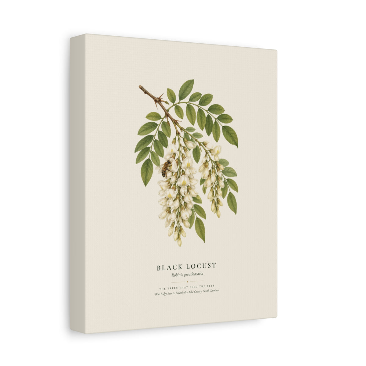 Black Locust Canvas Print