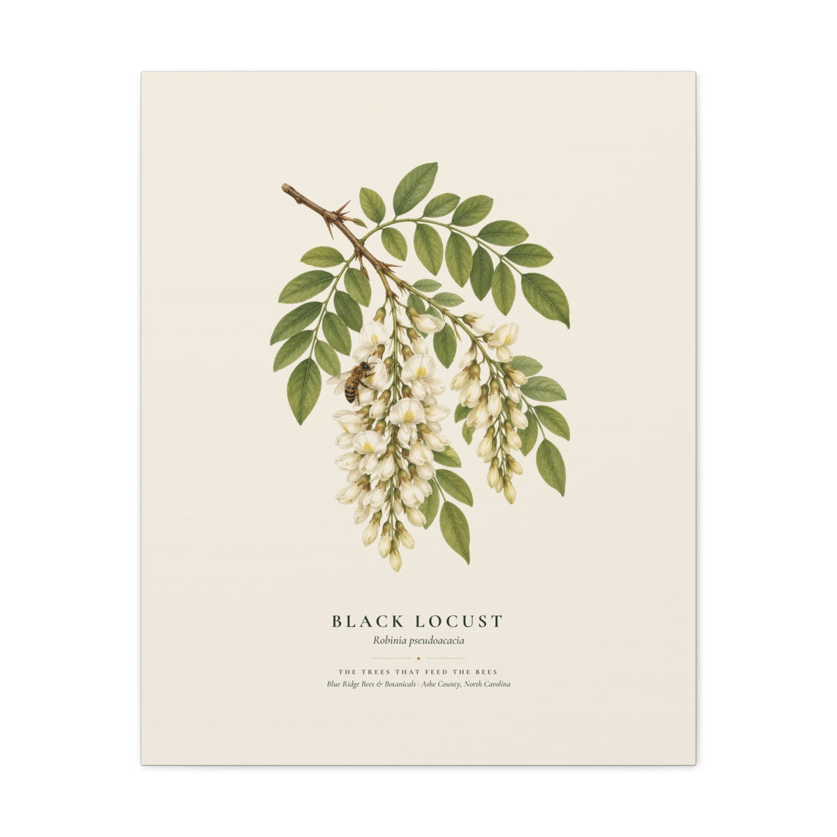 Black Locust Canvas Print