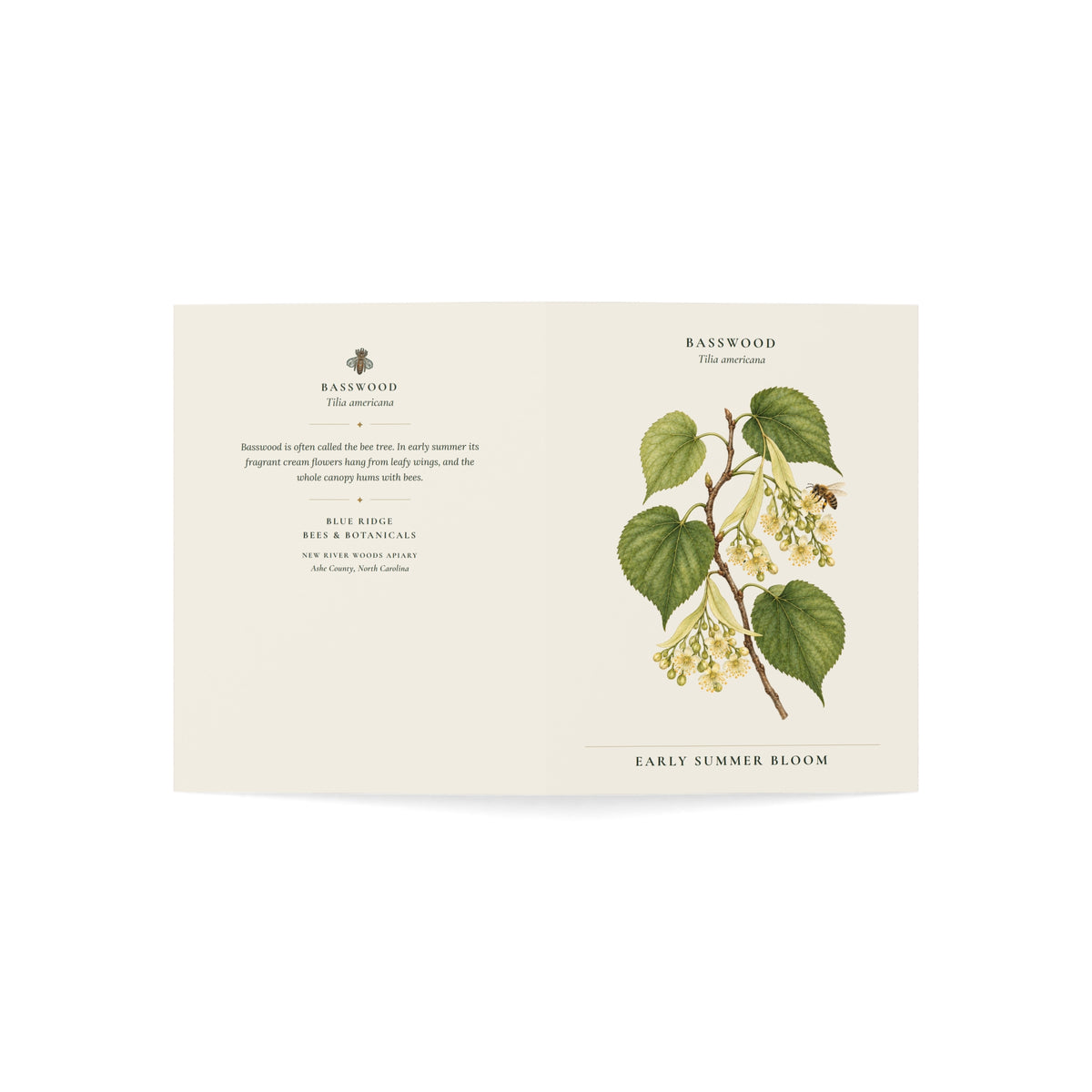Basswood Note Card