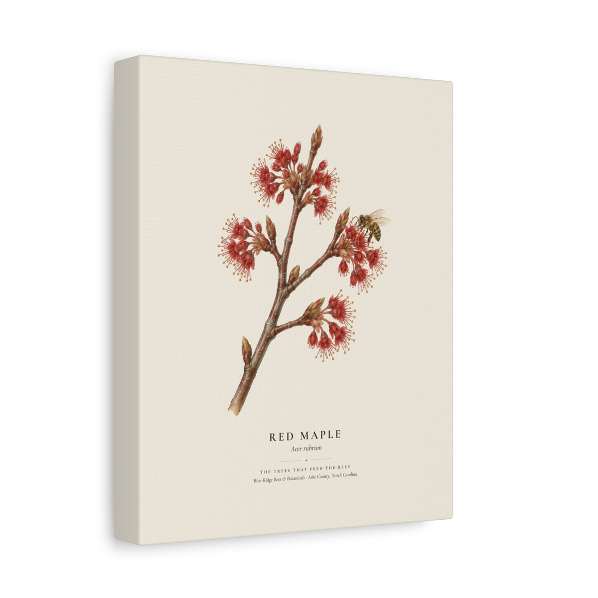 Red Maple Canvas Print
