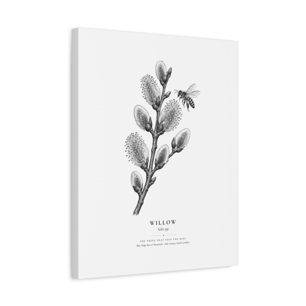 Willow Canvas Print (Black & White)