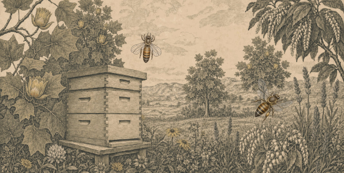 Appalachian bee yard engraving